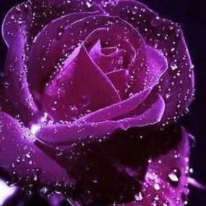 Meet your Posher, Jane